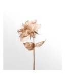 Thumbnail 5 de Tiffany & Co Rose Gold Eau de Parfum 50 ml