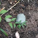 Thumbnail 3 de BIRD Key Rock fake rock key hider 🔐