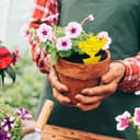 Thumbnail 3 de Blooven 60 PCS Fruit Fly Traps for Indoor Plant Fly Control 🪰