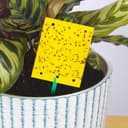 Thumbnail 1 de Blooven Fruit Fly Traps 6.5×9 cm, 40 pcs 🪰