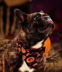 Thumbnail 1 de BT Bear Halloween Dog Bandana M Black Ghost 🐶