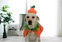 Thumbnail 5 de BT Bear Pet Halloween Costume dog pumpkin hat small 🎭