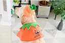 Thumbnail 6 de BT Bear Pet Halloween Costume dog pumpkin hat small 🎭