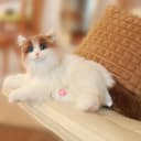 Thumbnail principal de Chongker Ragdoll Interactive Robot Cat with heartbeat 🐱