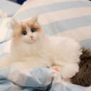 Thumbnail 5 de Chongker Ragdoll Interactive Robot Cat with heartbeat 🐱