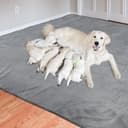 Thumbnail 5 de Dog Pee Pad Washable Extra Large 125x168 cm 🐶