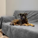 Thumbnail 6 de Dog Pee Pad Washable Extra Large 125x168 cm 🐶