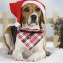 Thumbnail 3 de Elegant Little Tail Dog Bandana Christmas 1 size 🐶