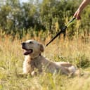 Thumbnail principal de Ferplast ERGOFLUO GM 55 x 2.5 cm yellow dog lead 🐶