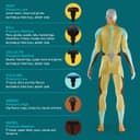 Thumbnail 3 de Homedics Pro Power Handheld Massage Gun 6 heads 🎧