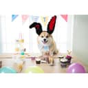 Thumbnail 5 de HPMAISON Bunny Ears Headband pink bunny ears 🎀