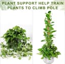Thumbnail 4 de Joaercs Moss Pole 60 cm plant support for climbers 🌿