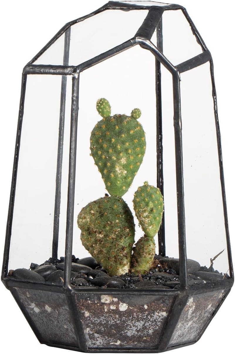 NCYP Geometric Opened Glass Terrarium for Succulents 10.5x9x15 cm 🪴
