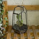 Thumbnail 2 de NCYP Geometric Opened Glass Terrarium for Succulents 10.5x9x15 cm 🪴