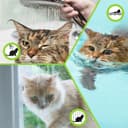 Thumbnail 5 de 2 pcs Adjustable Waterproof Cat Collars, 39 cm 🐱
