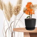 Thumbnail 5 de PROFIKLA Plastic Plant Pots Set 3 — 20cm 📦