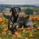 Thumbnail 5 de RANYPET Dog Bat Wings XL dog costume 🎭