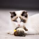 Thumbnail 2 de Suhaco Melody Chaser Interactive Cat Feather Toy 🐱