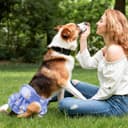 Thumbnail 3 de Washable Reusable Nappies 3-Pack Dog Diapers 🐶