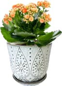 Thumbnail 3 de Gepege 6 Inch Beaded Ceramic Planter Set (2) 🪴
