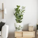 Thumbnail 5 de MPotTo 8.2 Inch Ceramic Plant Pot with Saucer 🌿