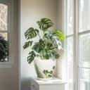 Thumbnail 6 de MPotTo 8.2 Inch Ceramic Plant Pot with Saucer 🌿