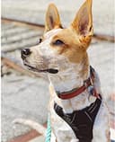 Thumbnail 9 de rabbitgoo Dog Harness No Pull M — Adjustable Reflective Vest 🐶