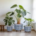 Thumbnail 6 de SQOWL Ceramic Planter 10-inch indoor plant pot 🪴