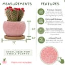 Thumbnail 2 de Thriving Thicket 3" Ceramic Succulent Pots, 6-Pack 🌱