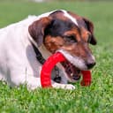 Thumbnail 5 de Ferplast jouet chien distributeur croquettes arôme poulet 🎧