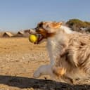 Thumbnail 5 de Ferplast Jouet Chien, distributeur croquettes arôme poulet 🎧