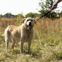 Thumbnail principal de Ferplast ERGOFLUO GM guinzaglio per cani 55 x 2,5 cm rosa 🐕