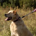 Thumbnail 1 de Ferplast ERGOFLUO GM guinzaglio per cani 55 x 2,5 cm rosa 🐕