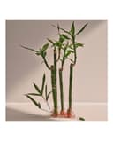 Thumbnail 6 de Adolfo Dominguez Bambú perfume 100 ml