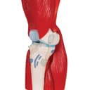 Thumbnail 9 de Modelo Anatómico Rodilla Humano 3B Scientific A882 🦵 con Músculos Desmontables