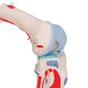 Thumbnail 12 de Modelo Anatómico Rodilla Humano 3B Scientific A882 🦵 con Músculos Desmontables