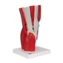 Thumbnail 1 de Modelo Anatómico Rodilla Humano 3B Scientific A882 🦵 con Músculos Desmontables