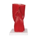 Thumbnail 3 de Modelo Anatómico Rodilla Humano 3B Scientific A882 🦵 con Músculos Desmontables