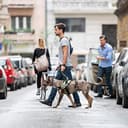 Thumbnail 1 de Arnés IDC Power XS/Mini-Mini rojo 🐶