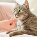 Thumbnail 5 de Beaphar VERMIpure Comprimidos Naturales para Gatos 🐱, 50 unidades