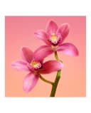 Thumbnail 5 de Calvin Klein Euphoria perfume 160 ml 😊