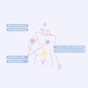 Thumbnail 3 de Cumlaude Lab FemPlus Magnesium — Complemento de magnesio 60 comprimidos