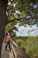 Thumbnail 4 de DEWALT DCMPS567P1-QW Podadora de pértiga XR 18V, 5,0 Ah 🌳