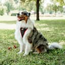 Thumbnail principal de Ferplast Arnés ERGOCOMFORT para Perros Grandes 🐕