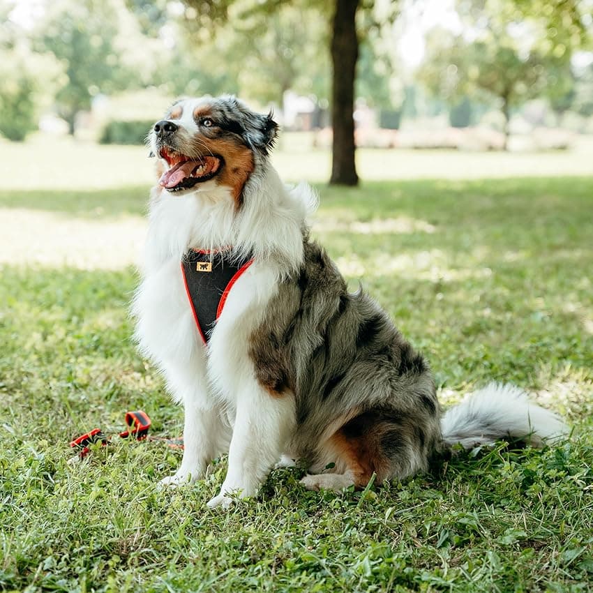 Imagen de Ferplast Arnés ERGOCOMFORT para Perros Grandes 🐕 en OfertitasTOP