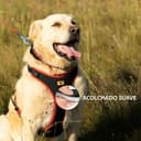 Thumbnail 3 de Ferplast Arnés ERGOCOMFORT para Perros Grandes 🐕