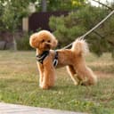 Thumbnail 5 de Ferplast Arnés ERGOCOMFORT para Perros Grandes 🐕