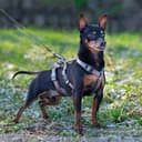 Thumbnail 2 de Ferplast Brave Small arnés antiescape para galgo, 6 cierres 🐕