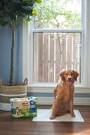 Thumbnail 8 de Four Paws Wee-Wee Almohadillas 6 capas para perro 🐶