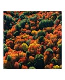 Thumbnail 5 de Guerlain Aqua Allegoria Forte Oud Yuzu 200 ml — Recarga Eau de Parfum